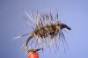 Griffith Gnat