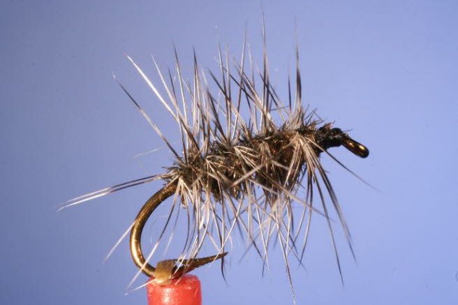 Griffith Gnat