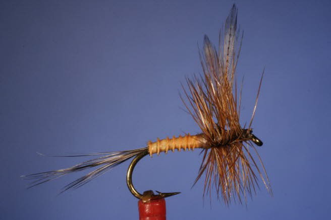 Orange Biots Dun