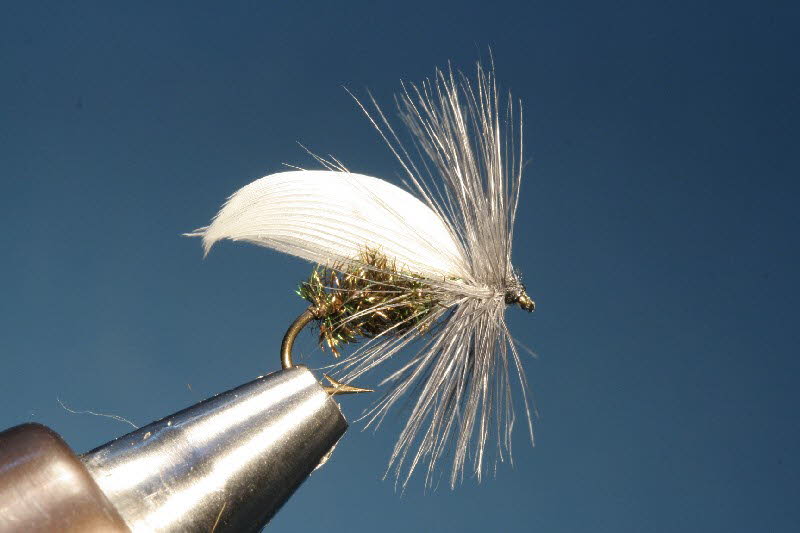 White Sedge