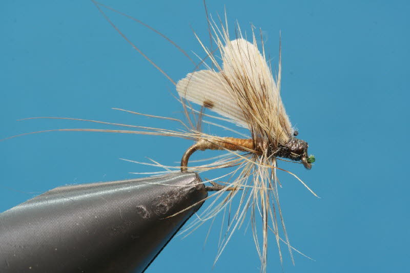 Kleine helle Eintagsfliege