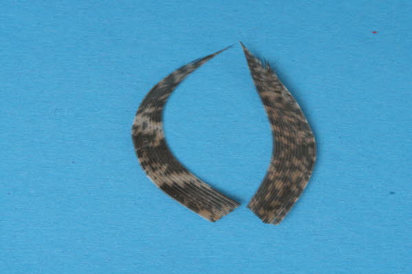 Schwanzsegmente