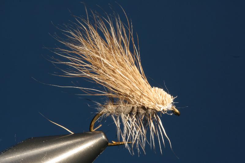 Rentier-Caddis