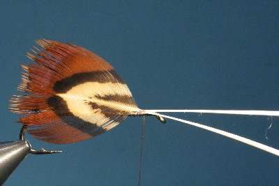 beide Federn sind fixiert